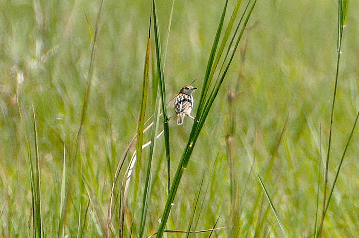 Stout Cisticola - ML634029121