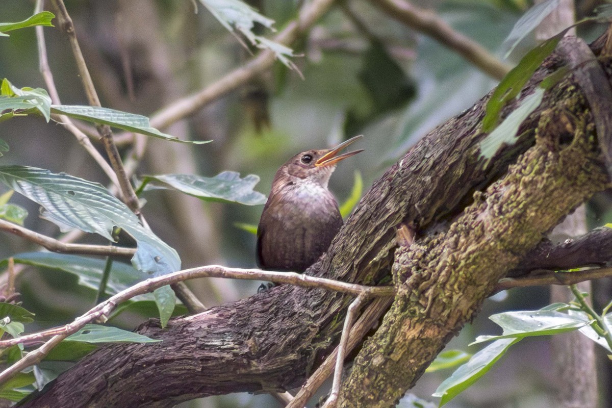 Nava's Wren - ML634029203