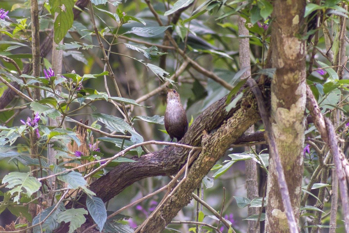 Nava's Wren - ML634029205