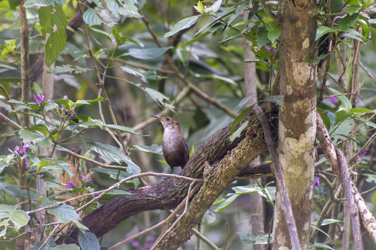 Nava's Wren - ML634029206