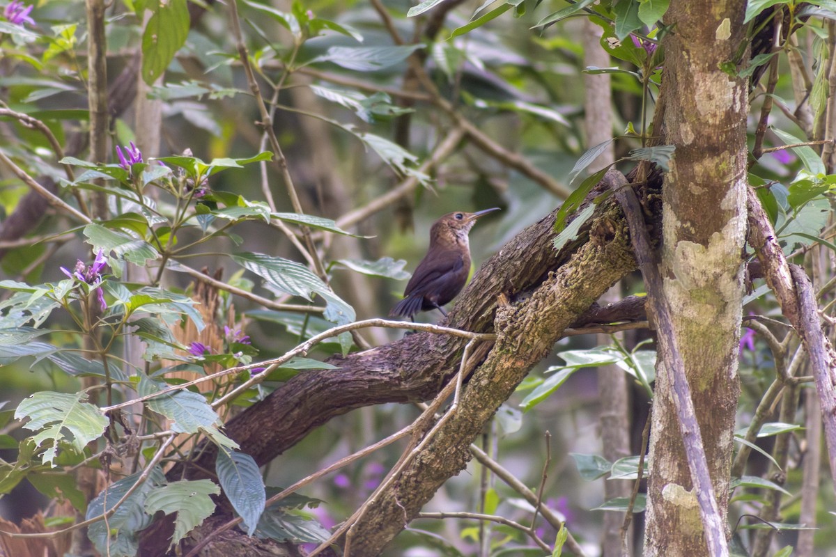 Nava's Wren - ML634029207