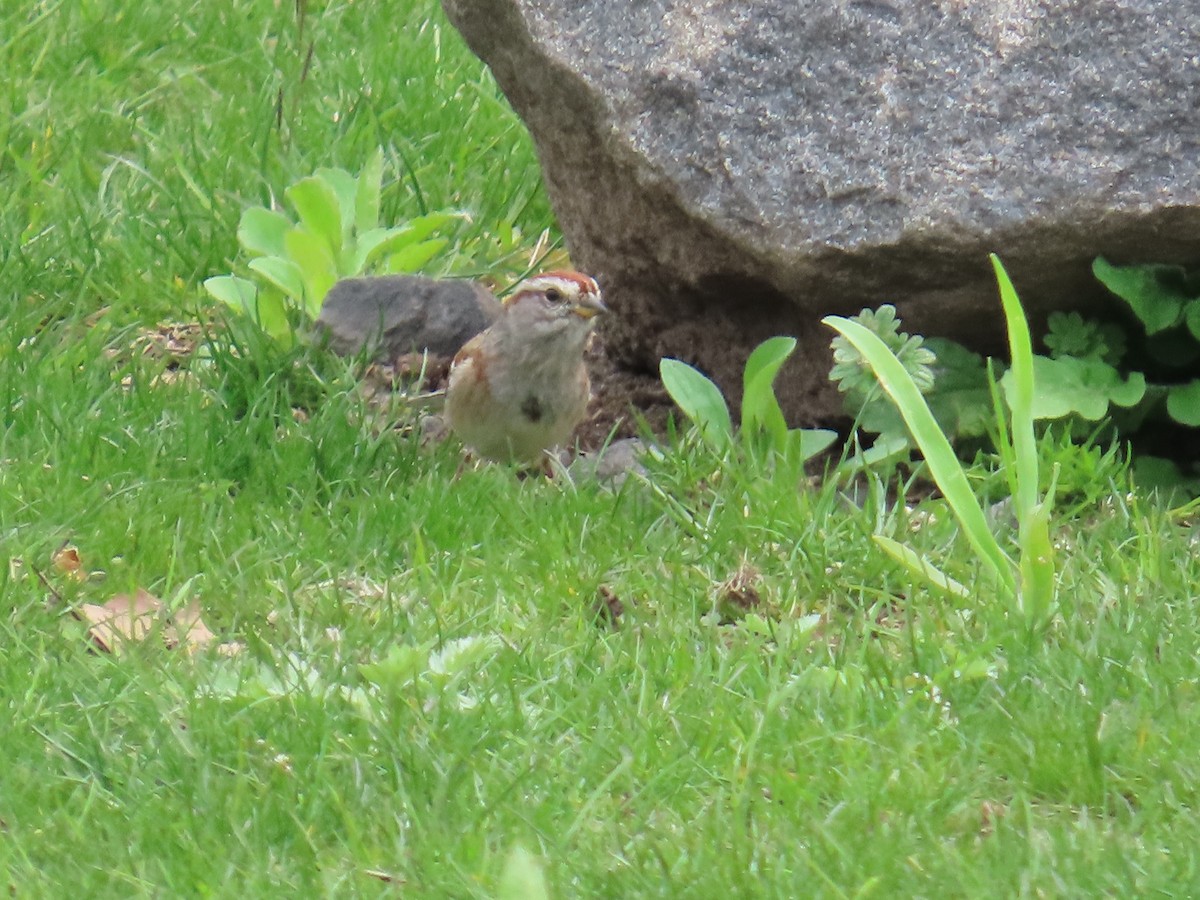 American Tree Sparrow - ML634029227