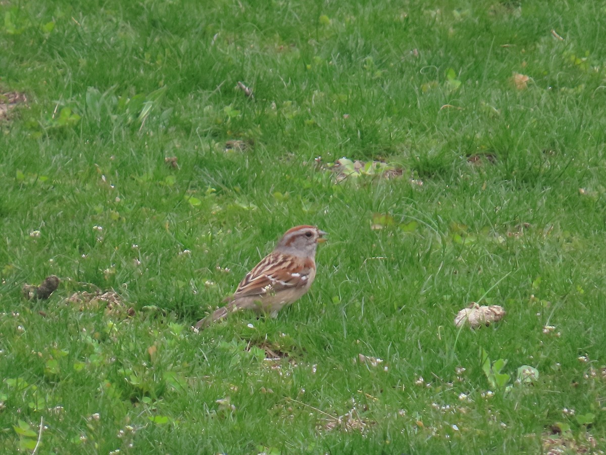 American Tree Sparrow - ML634029228