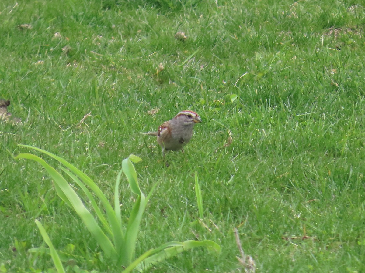 American Tree Sparrow - ML634029230