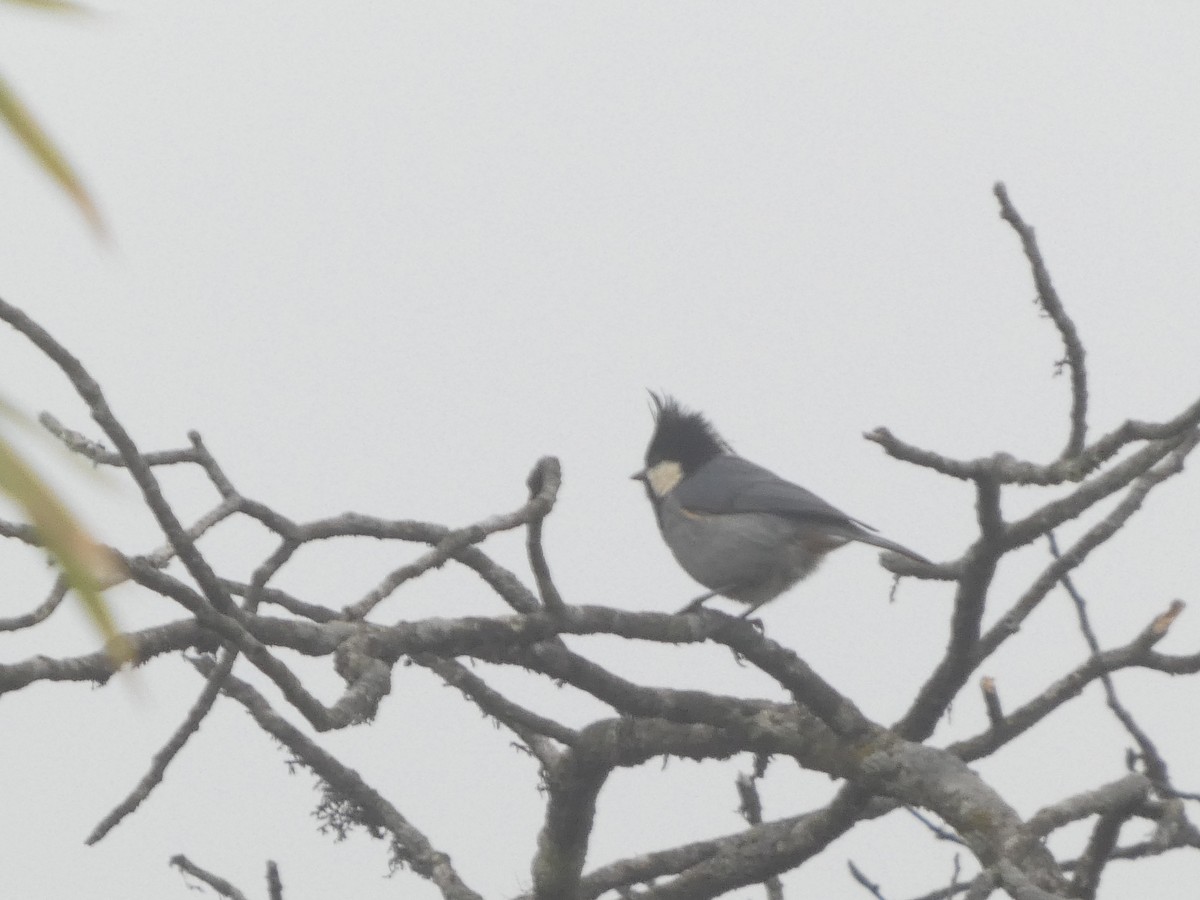 Rufous-vented Tit - Christopher Rustay
