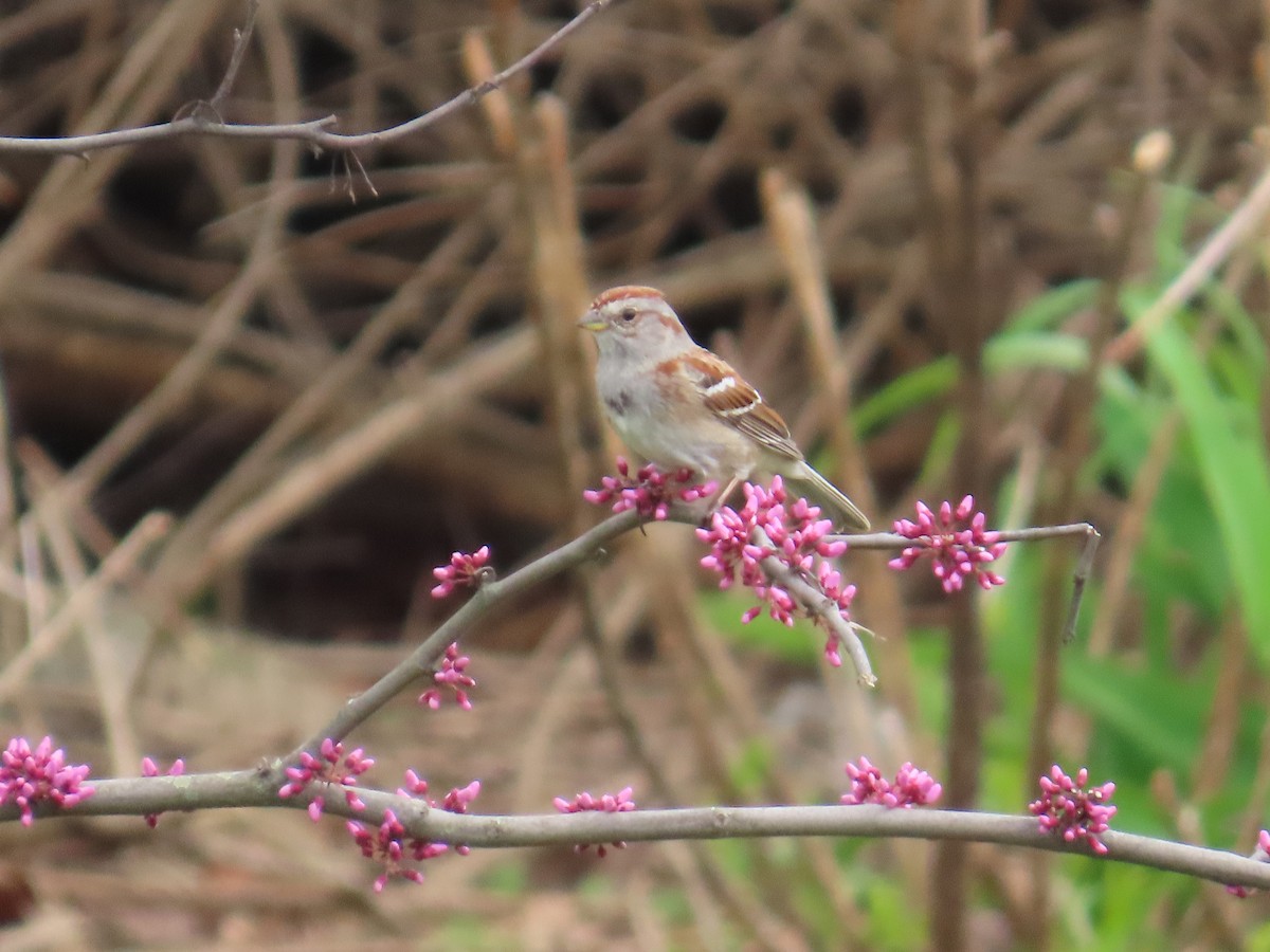 American Tree Sparrow - ML634029242