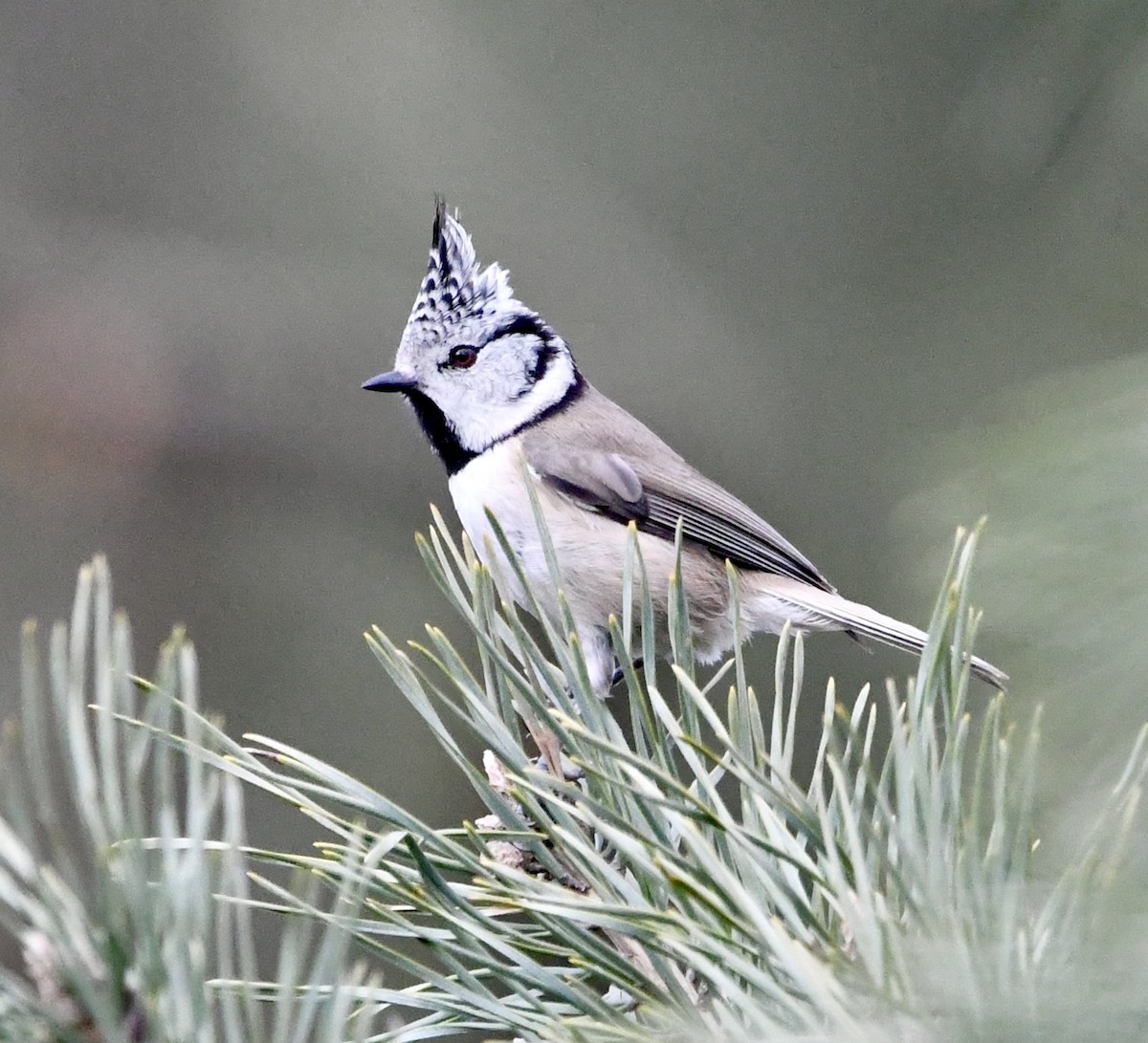 Crested Tit - ML634029269