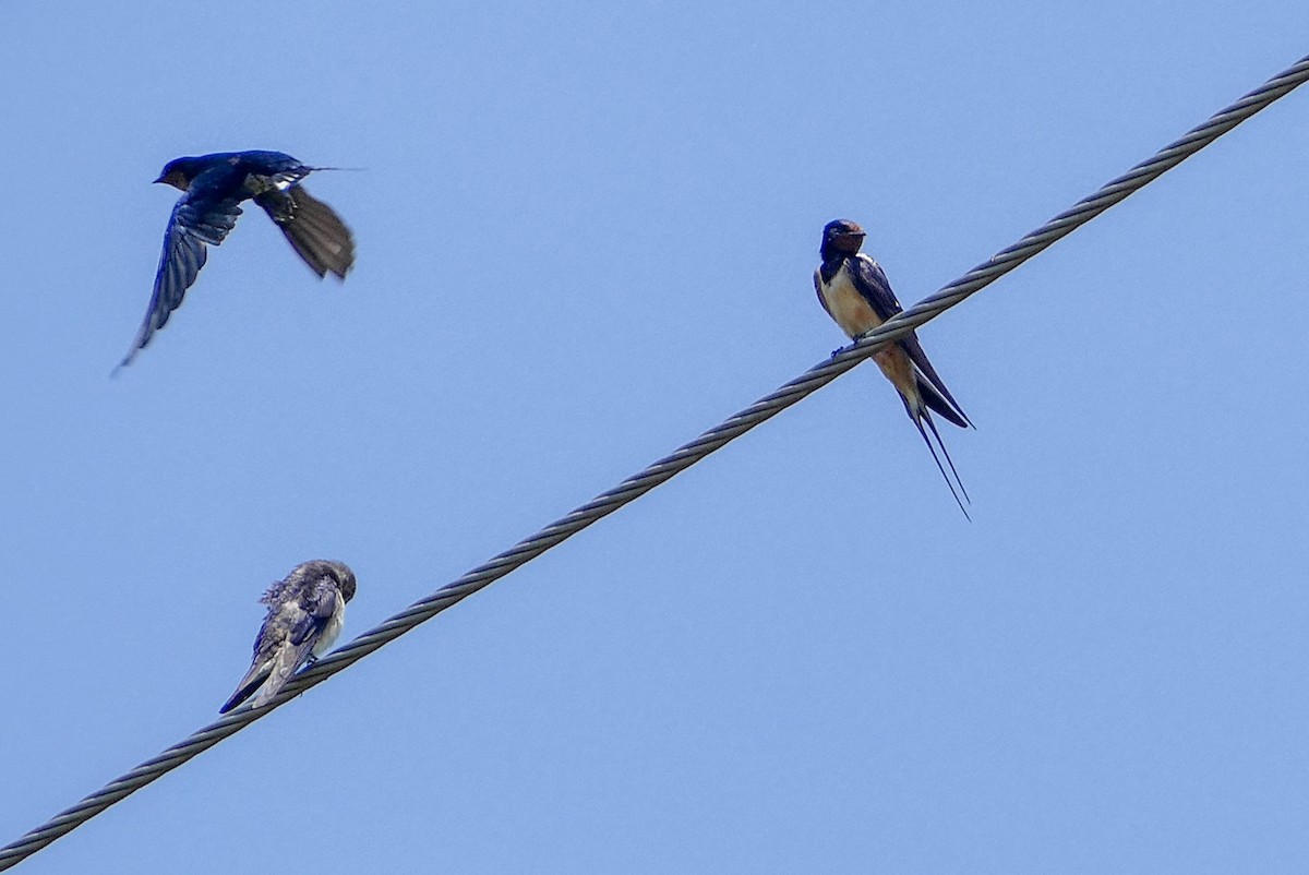 Angola Swallow - ML634029300