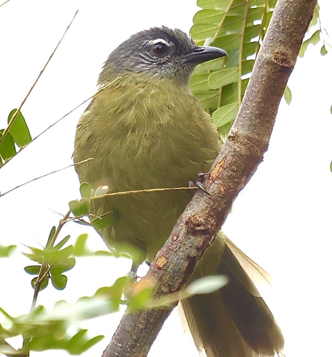 Stripe-cheeked Greenbul - ML634029362