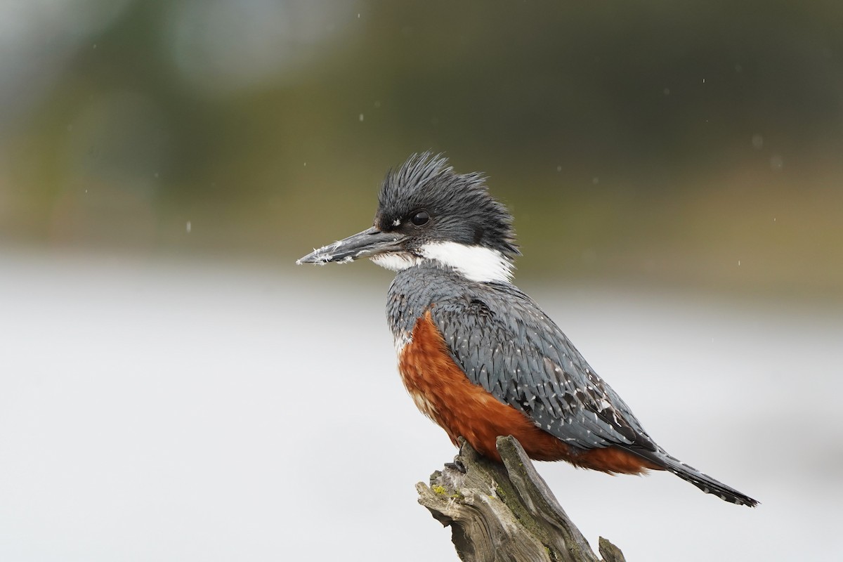 Ringed Kingfisher - ML634029372