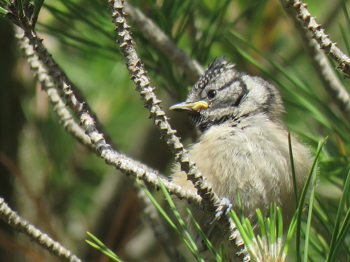 Crested Tit - ML634029513
