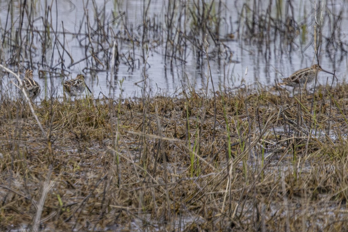 Wilson's Snipe - ML634029643