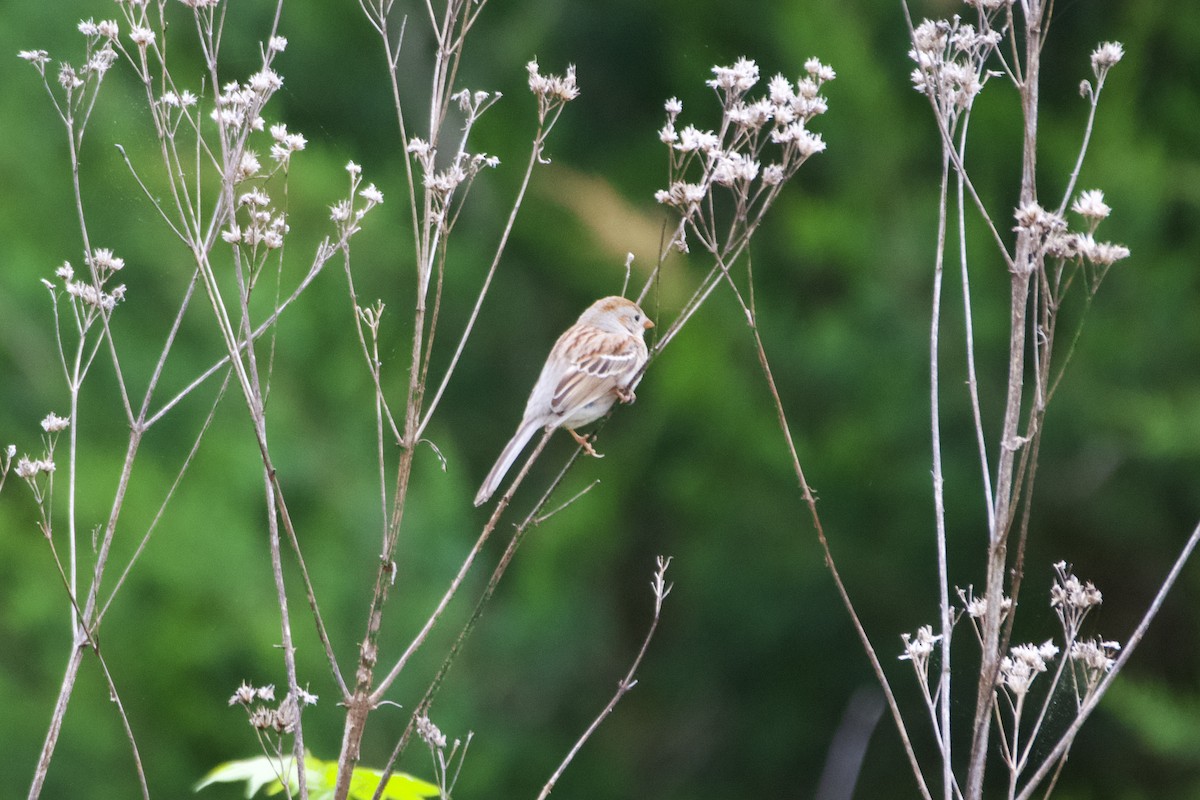 Field Sparrow - ML634029648