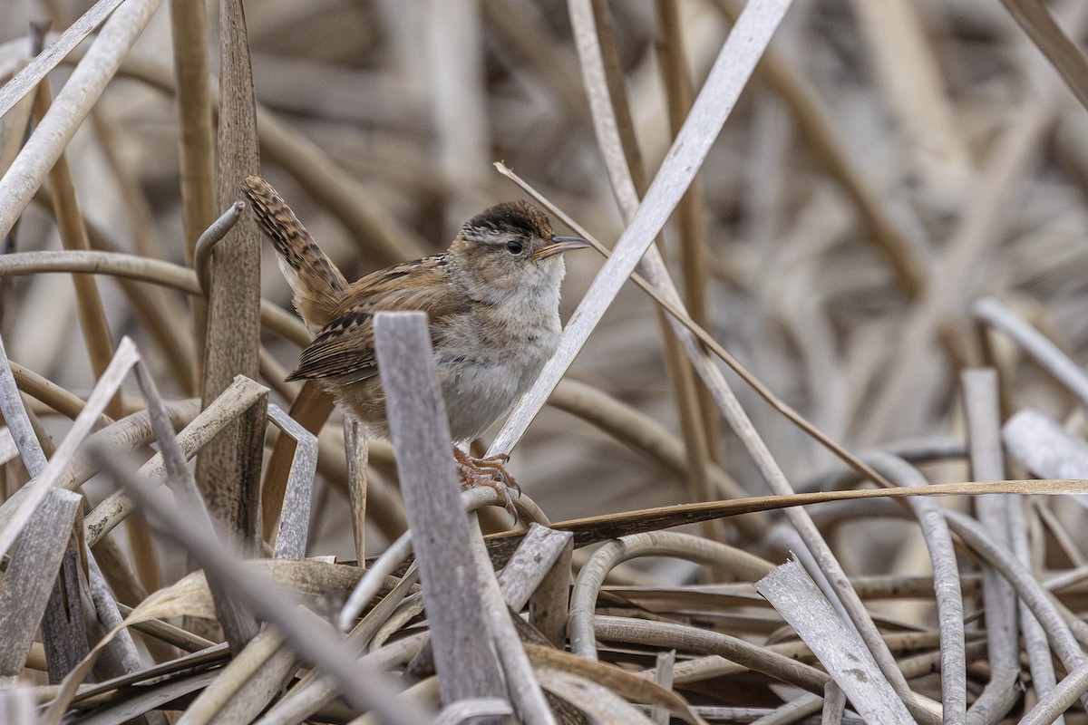 Marsh Wren - ML634029654