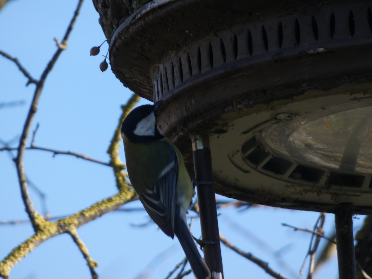 Great Tit - ML634029825