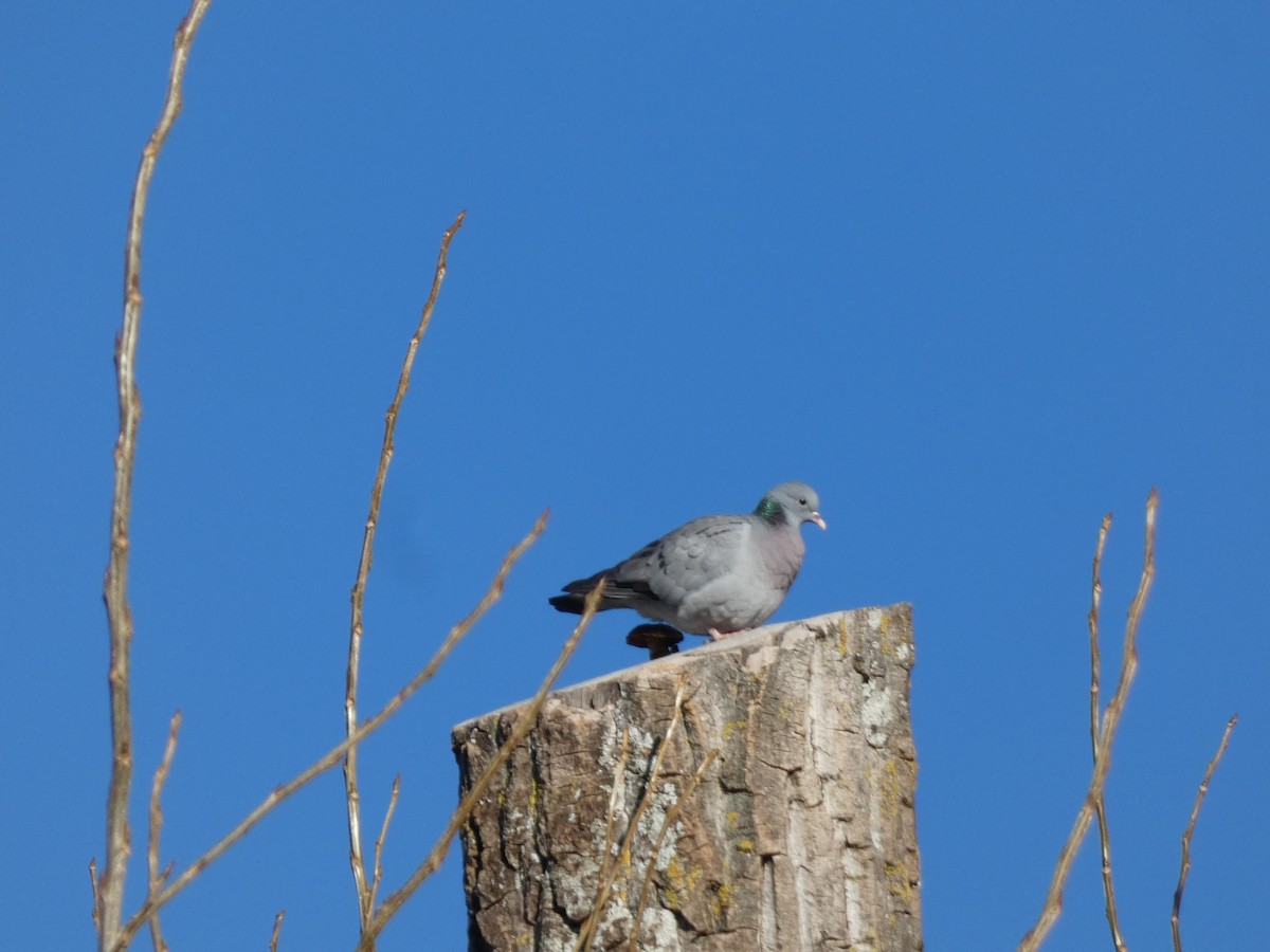 Stock Dove - ML634029847