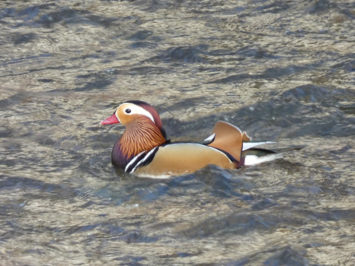 Mandarin Duck - ML634029860
