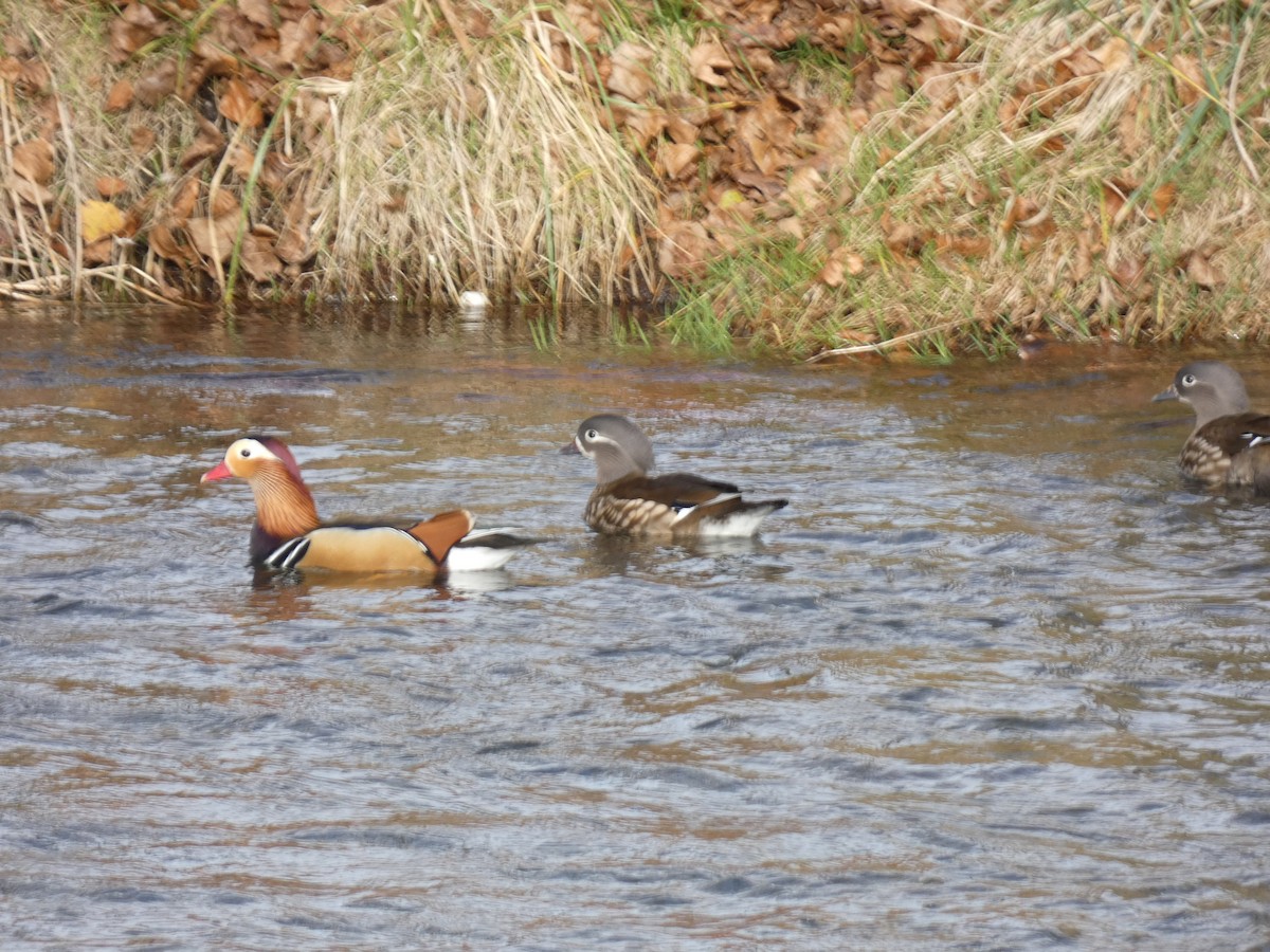 Mandarin Duck - ML634029861