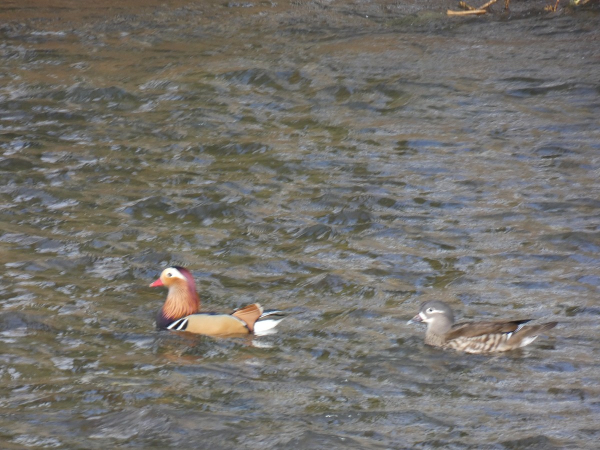 Mandarin Duck - ML634029862