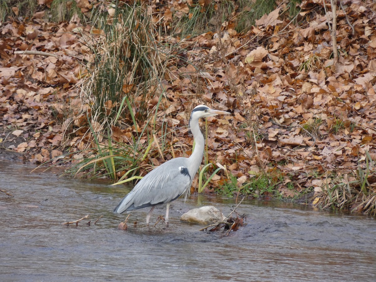 Gray Heron - ML634029869