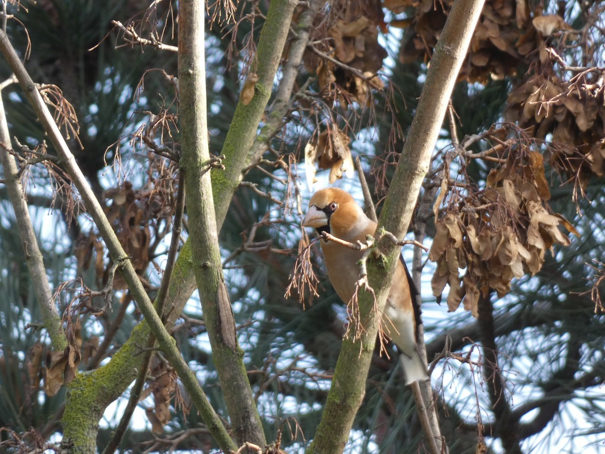 Hawfinch - ML634029880