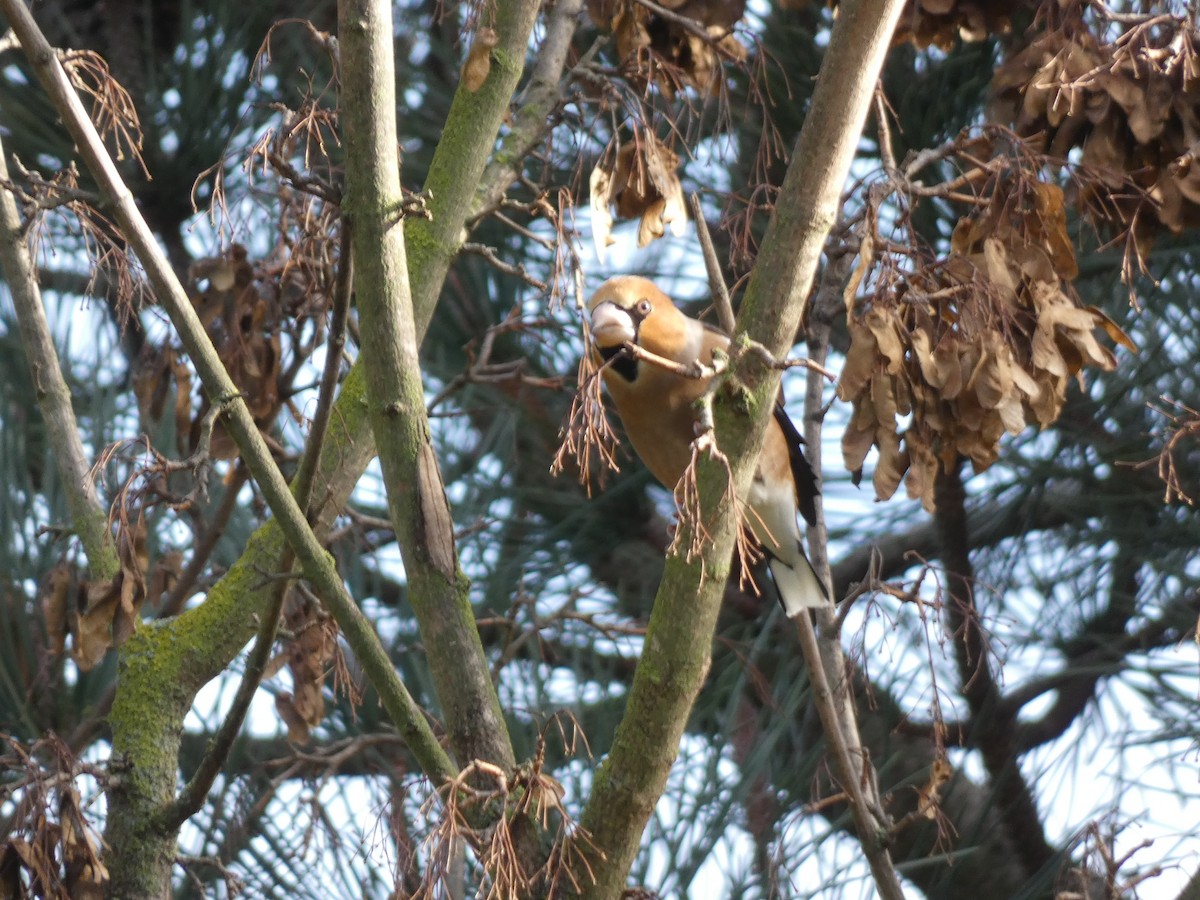 Hawfinch - ML634029903
