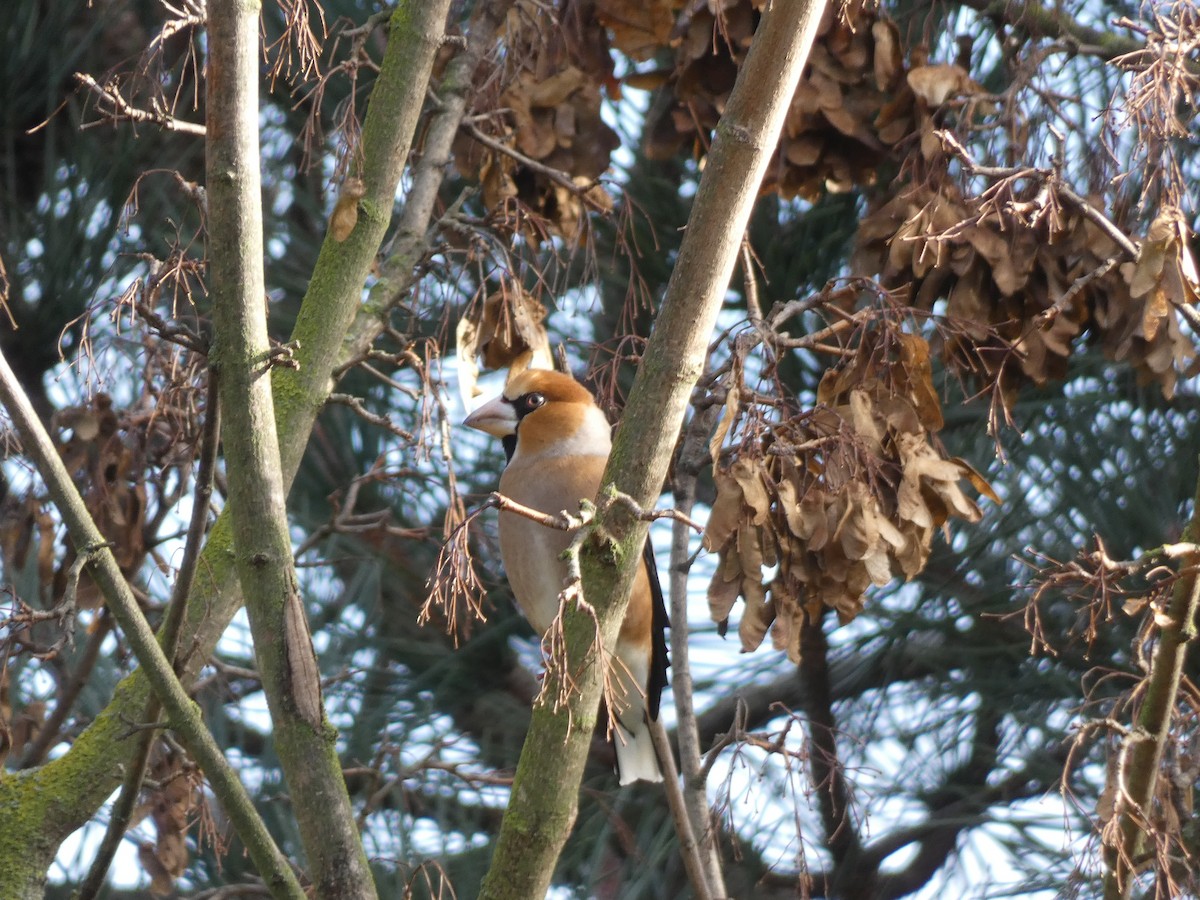 Hawfinch - ML634029905