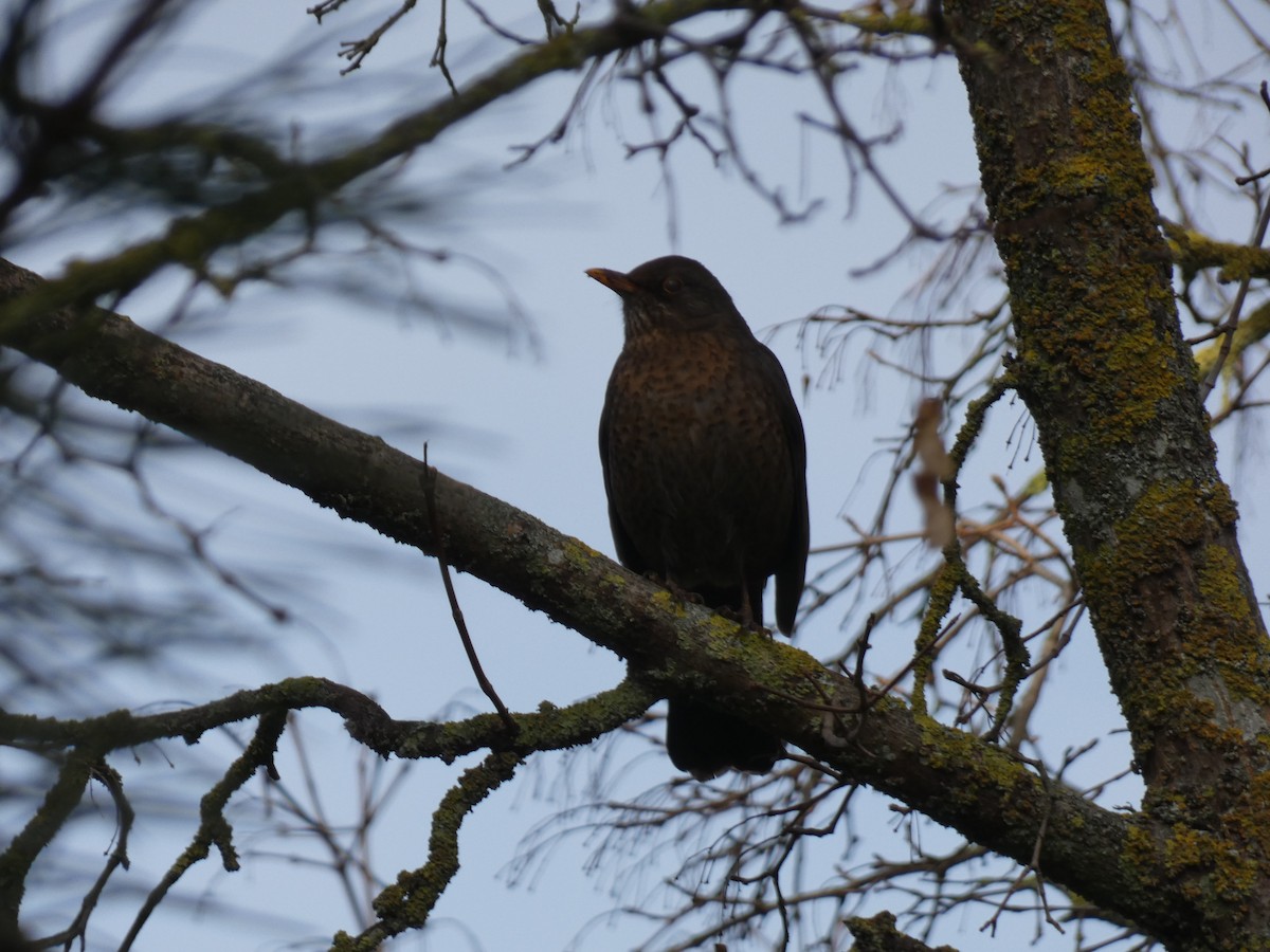 Eurasian Blackbird - ML634029930
