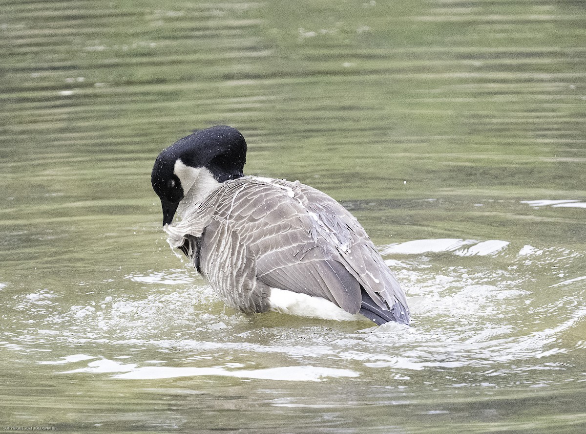 Canada Goose - ML634029973