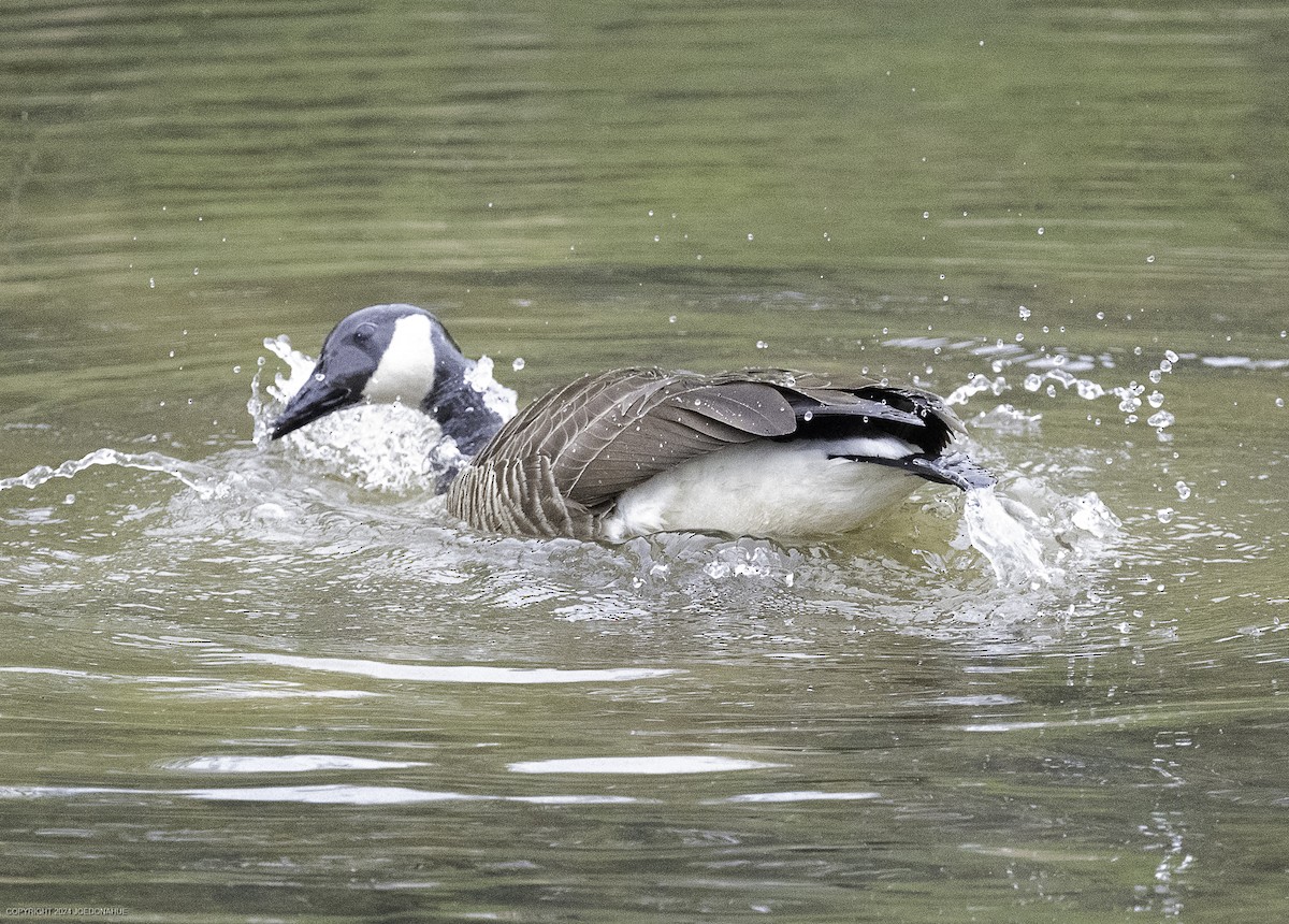 Canada Goose - ML634029974