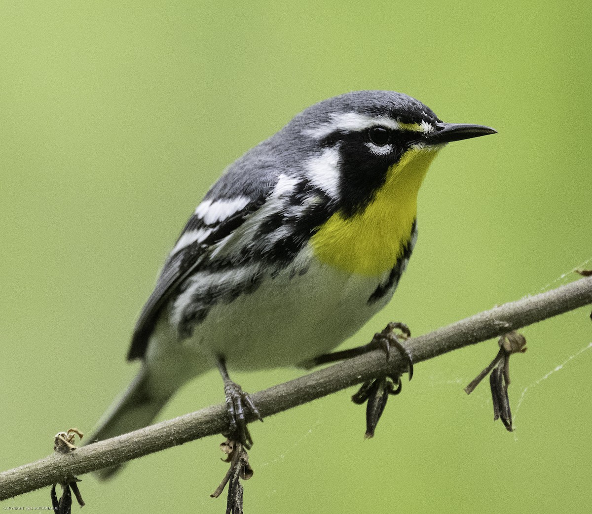 Yellow-throated Warbler - ML634030013