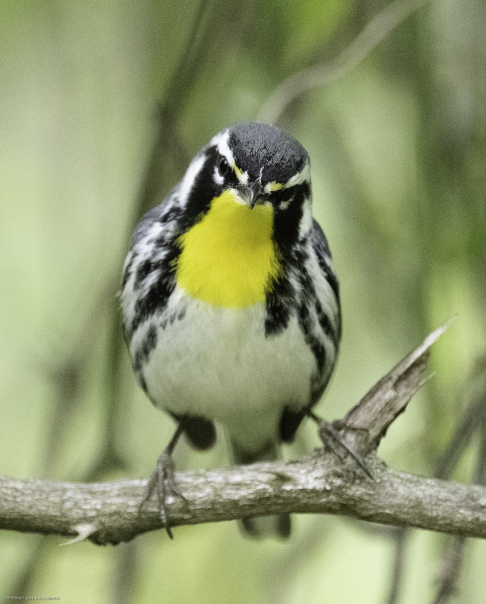 Yellow-throated Warbler - ML634030014