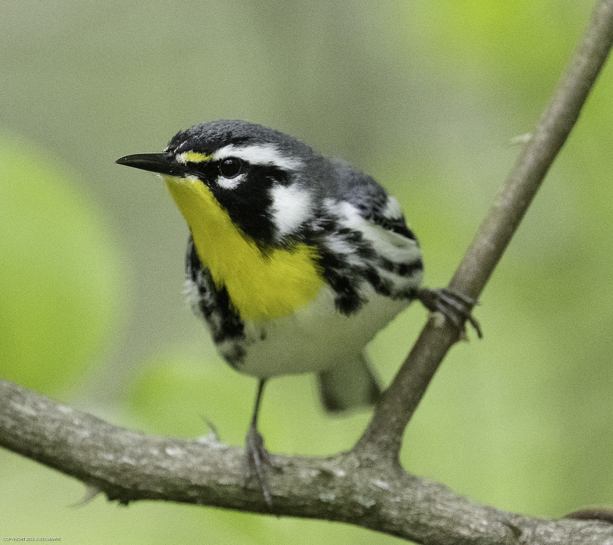 Yellow-throated Warbler - ML634030019