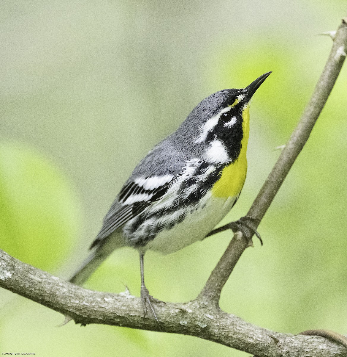 Yellow-throated Warbler - ML634030021