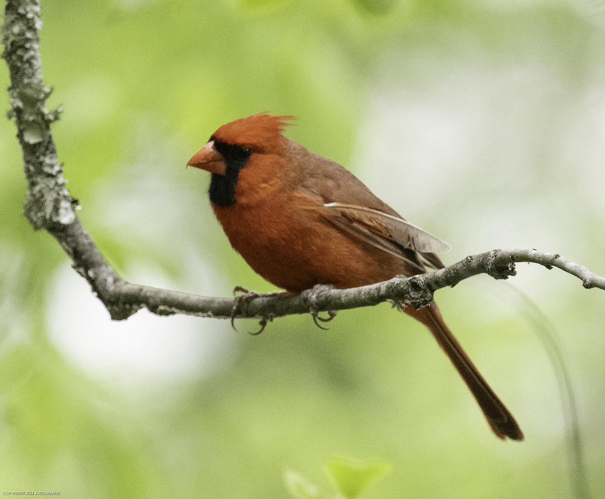 Northern Cardinal - ML634030032