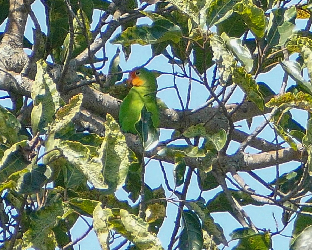 Red-headed Lovebird - ML634030152