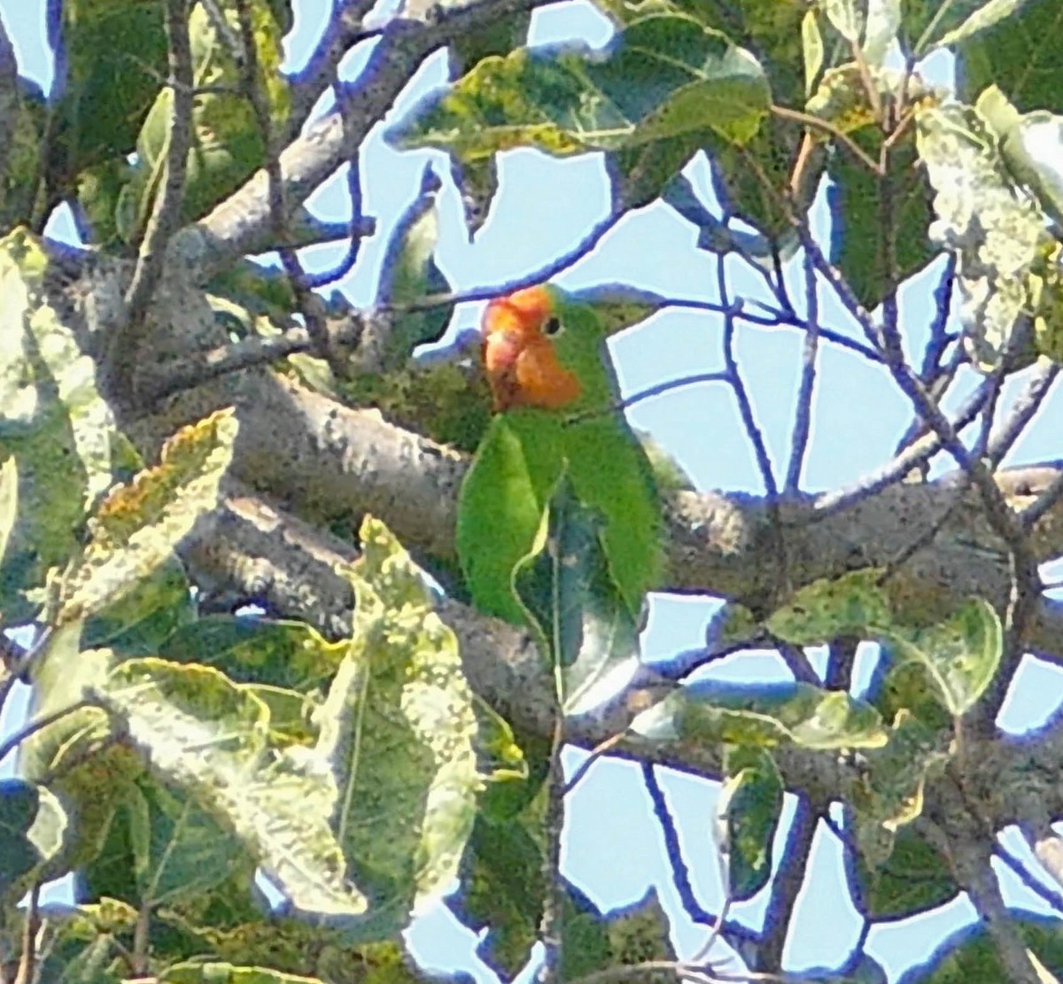 Red-headed Lovebird - ML634030153