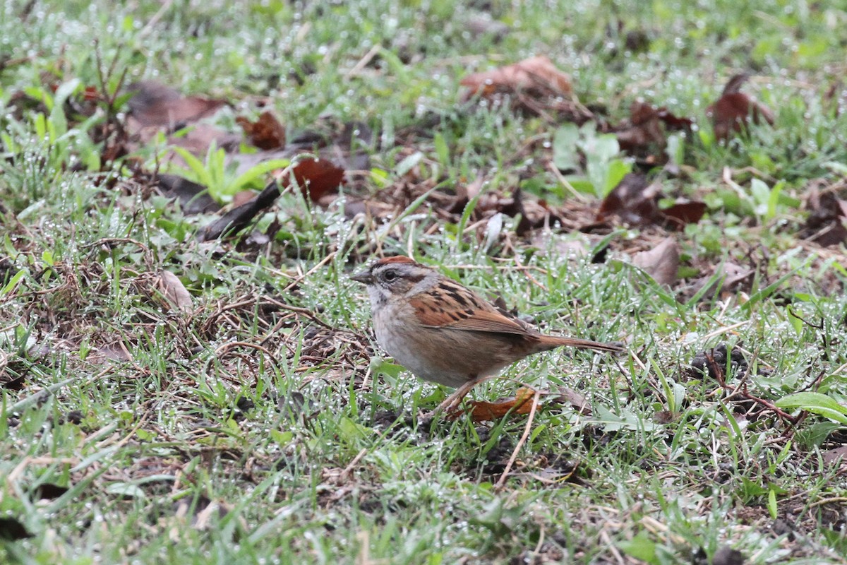Swamp Sparrow - ML634030156