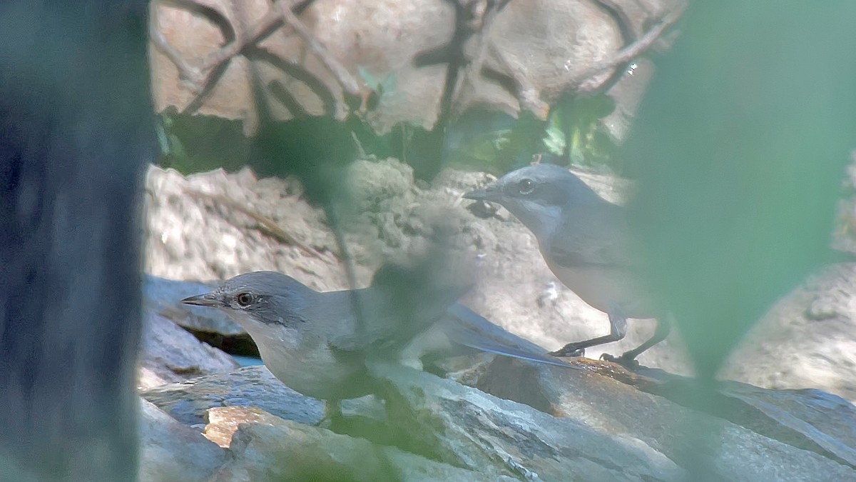 Lesser Whitethroat - ML634030229