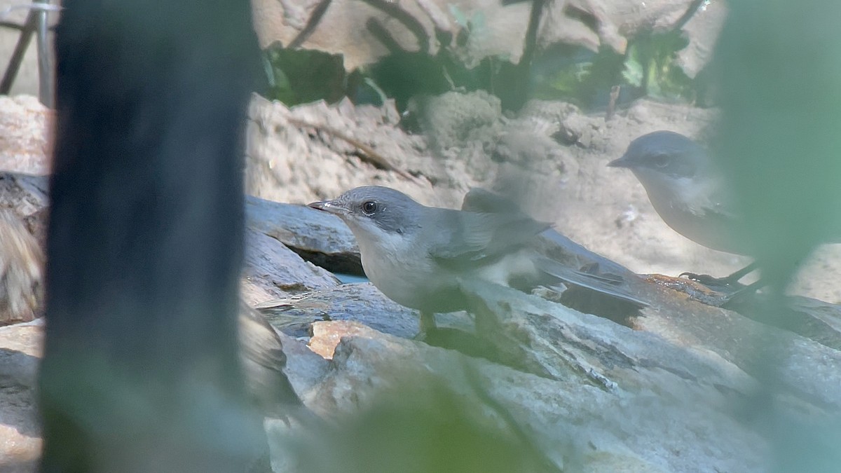 Lesser Whitethroat - ML634030230