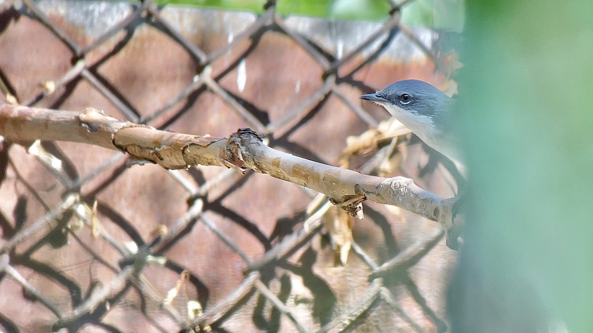 Lesser Whitethroat - ML634030250