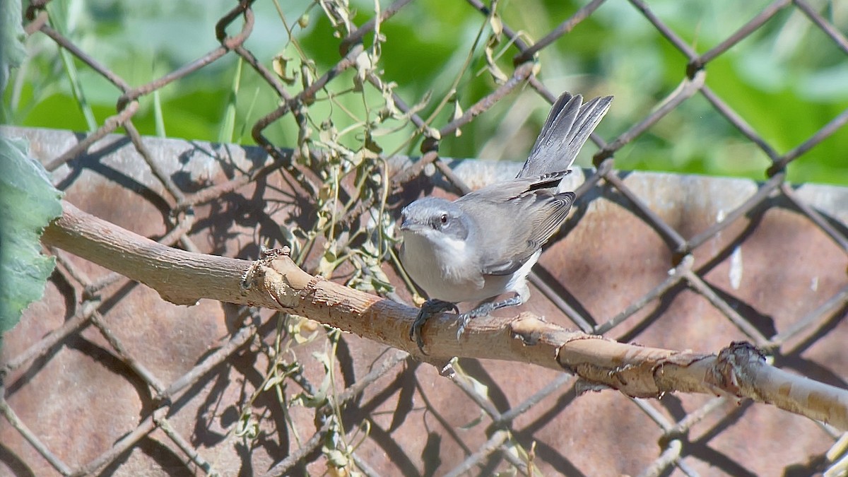 Lesser Whitethroat - ML634030251