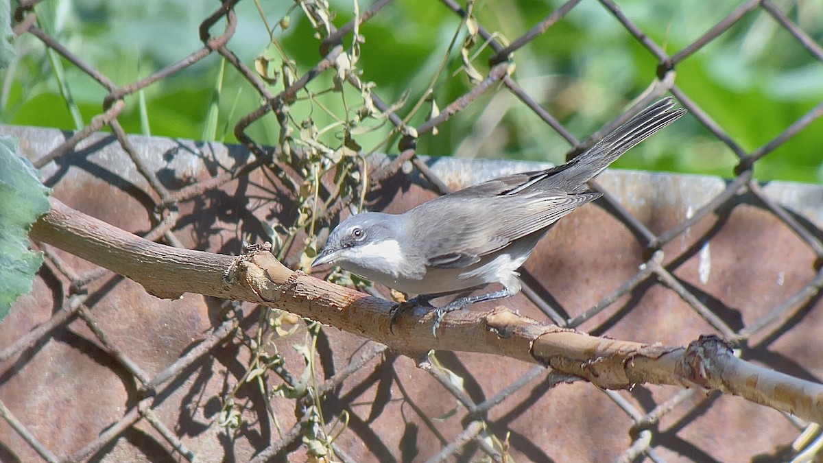 Lesser Whitethroat - ML634030263