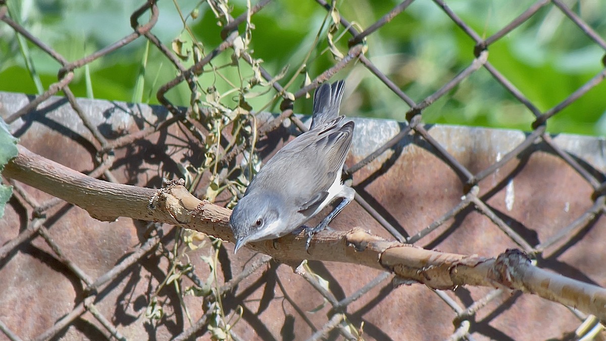 Lesser Whitethroat - ML634030264