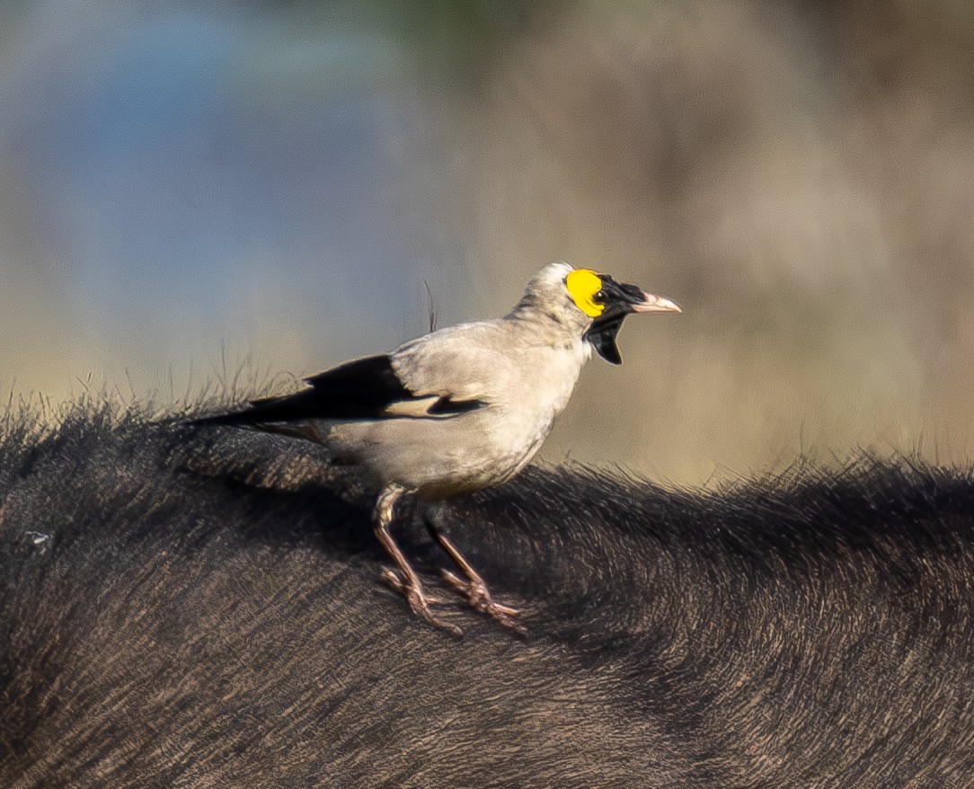 Wattled Starling - ML634030396