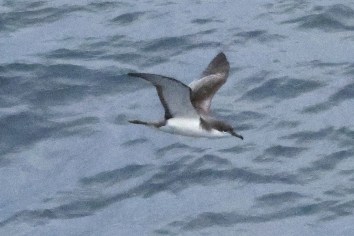 Буревісник Бюлера - ML634030517