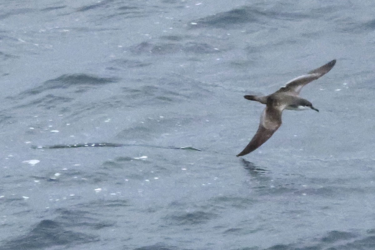 Буревісник Бюлера - ML634030518