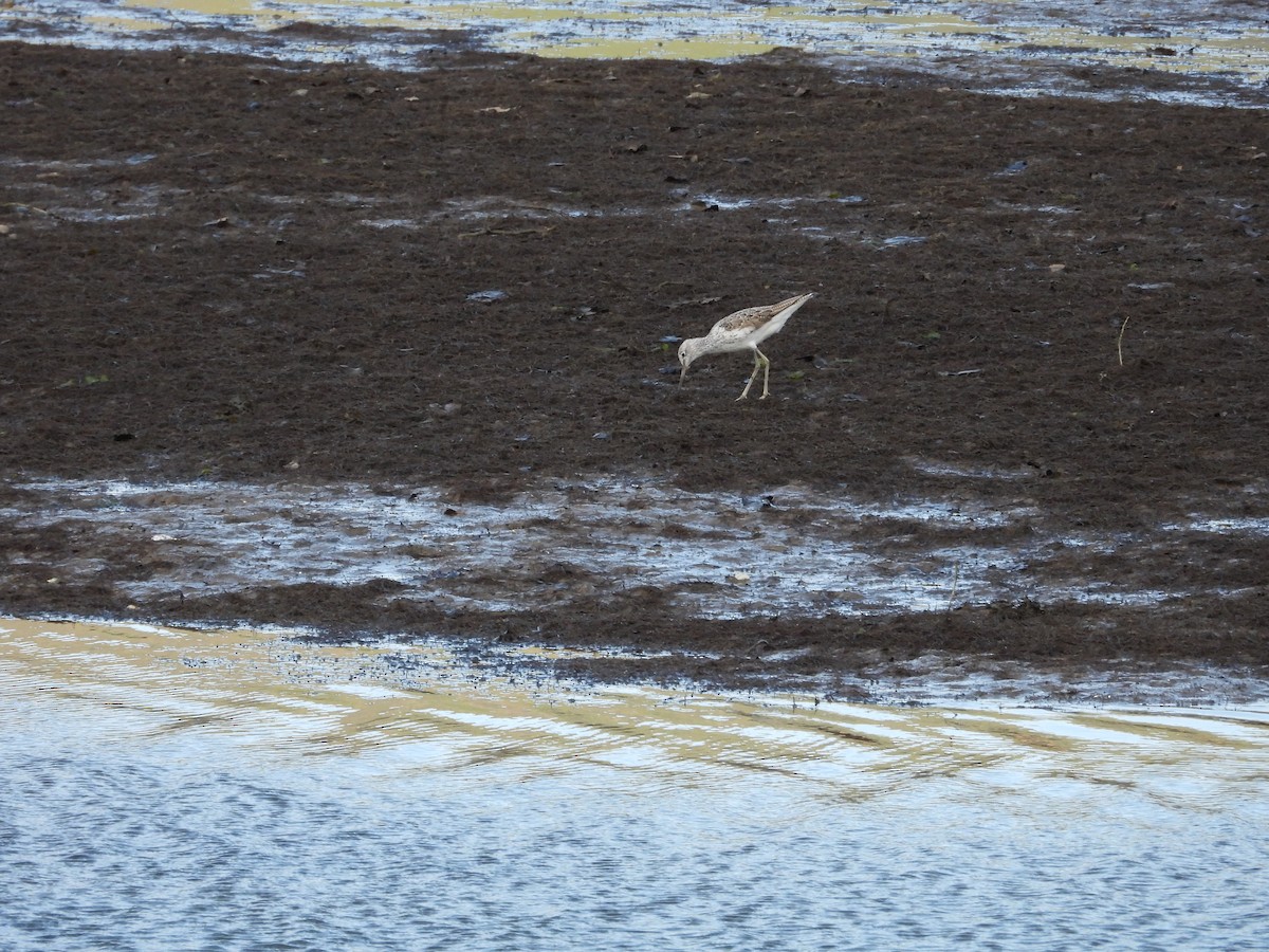 Common Greenshank - ML634030556