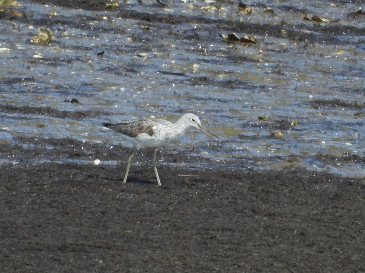 Common Greenshank - ML634030565