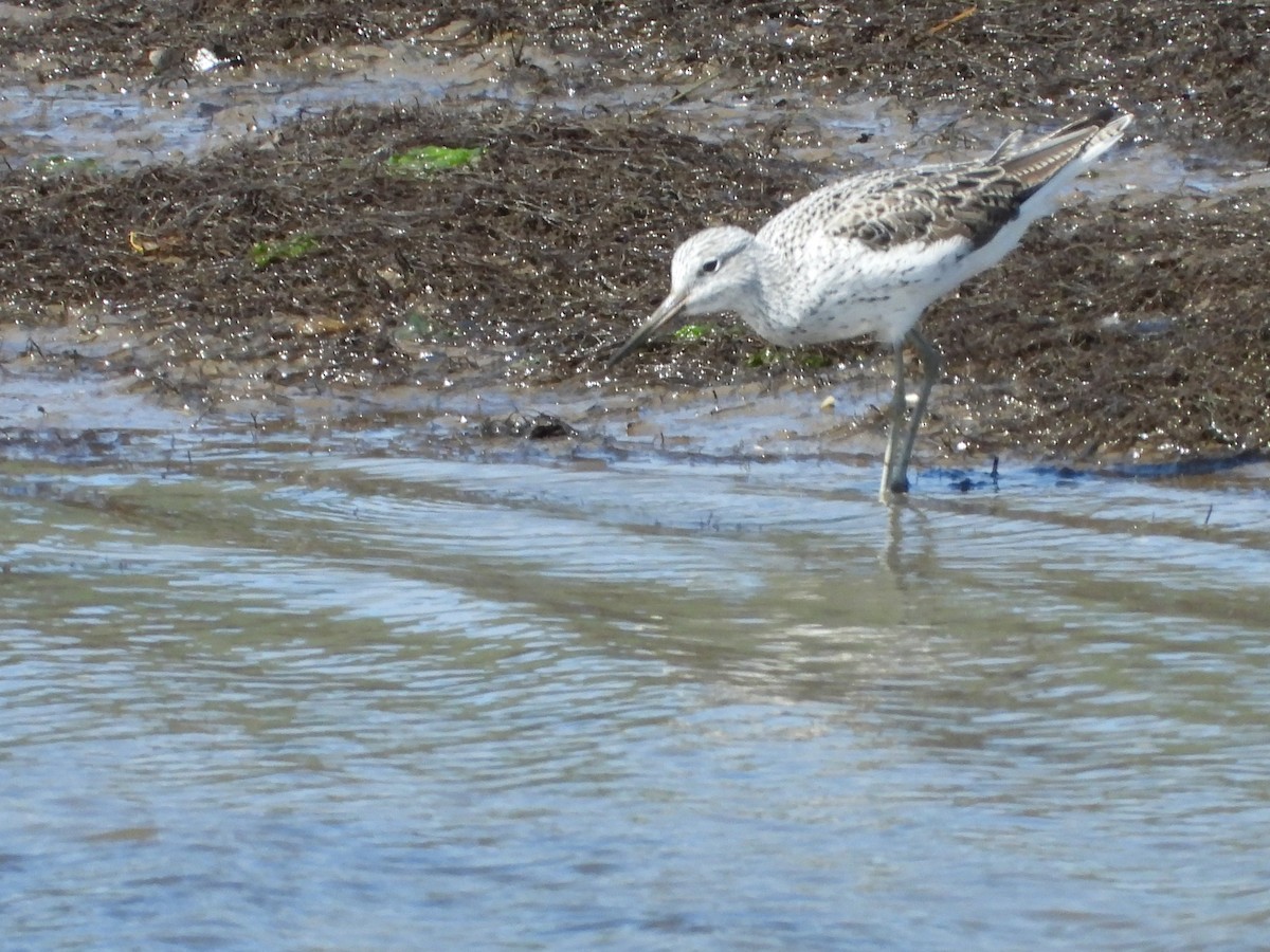 Common Greenshank - ML634030566